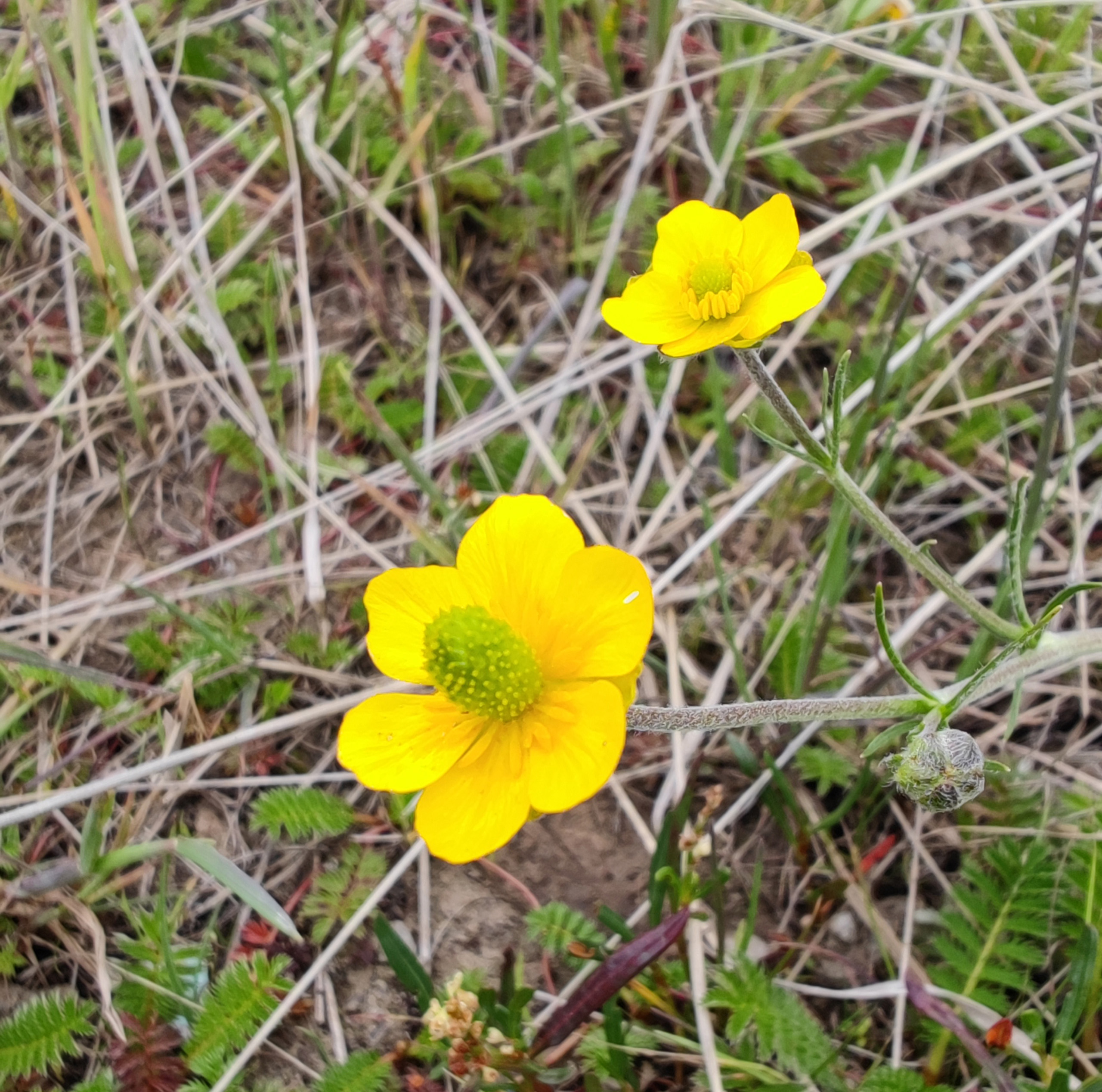 草原小花