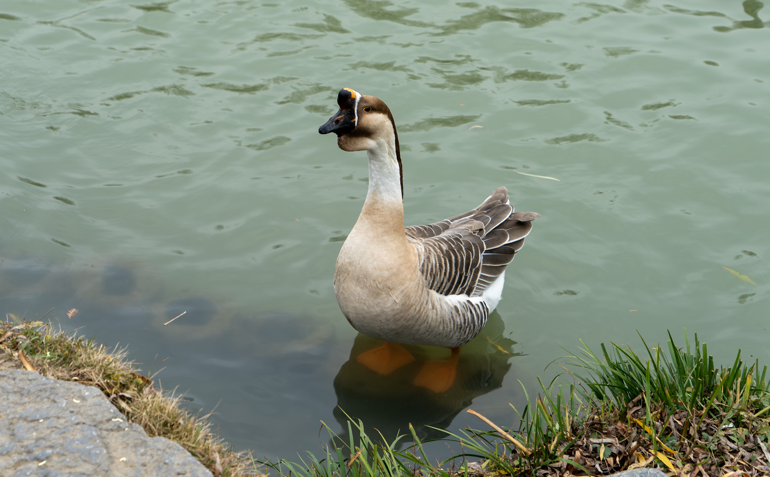 扬州瘦西湖大鹅