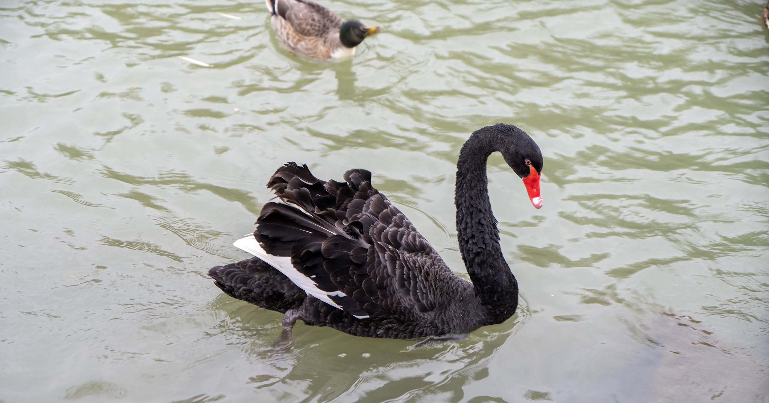 扬州瘦西湖黑天鹅