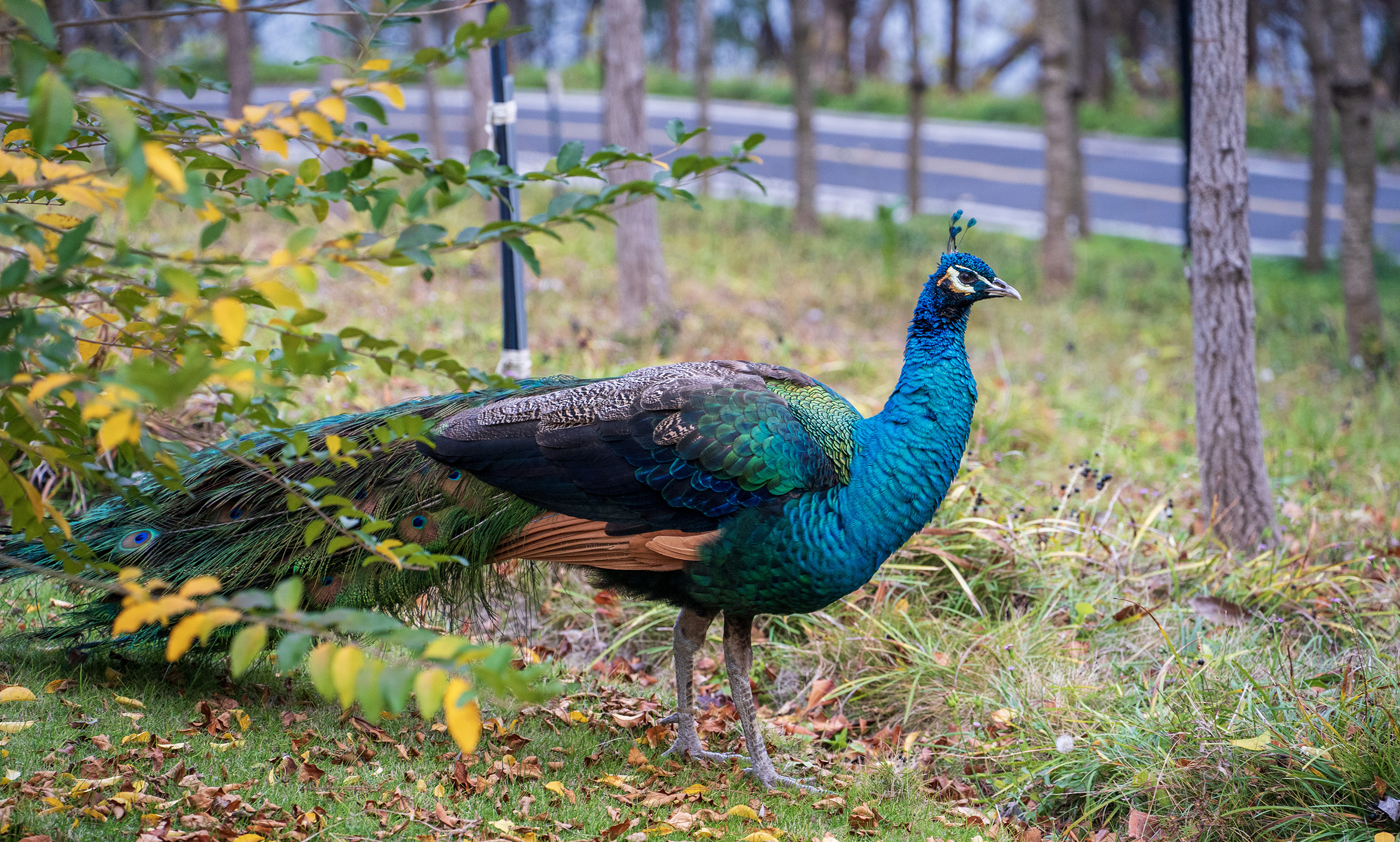植物园里的孔雀